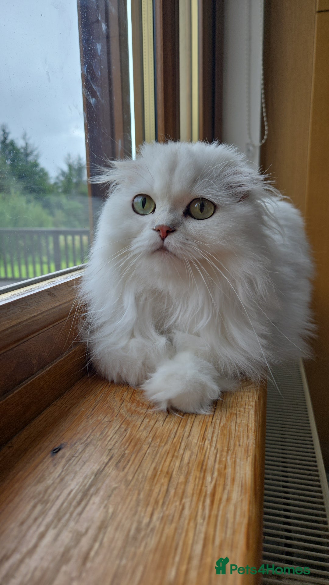 Scottish Fold cats for sale: Scottish fold long hair  - Image 7