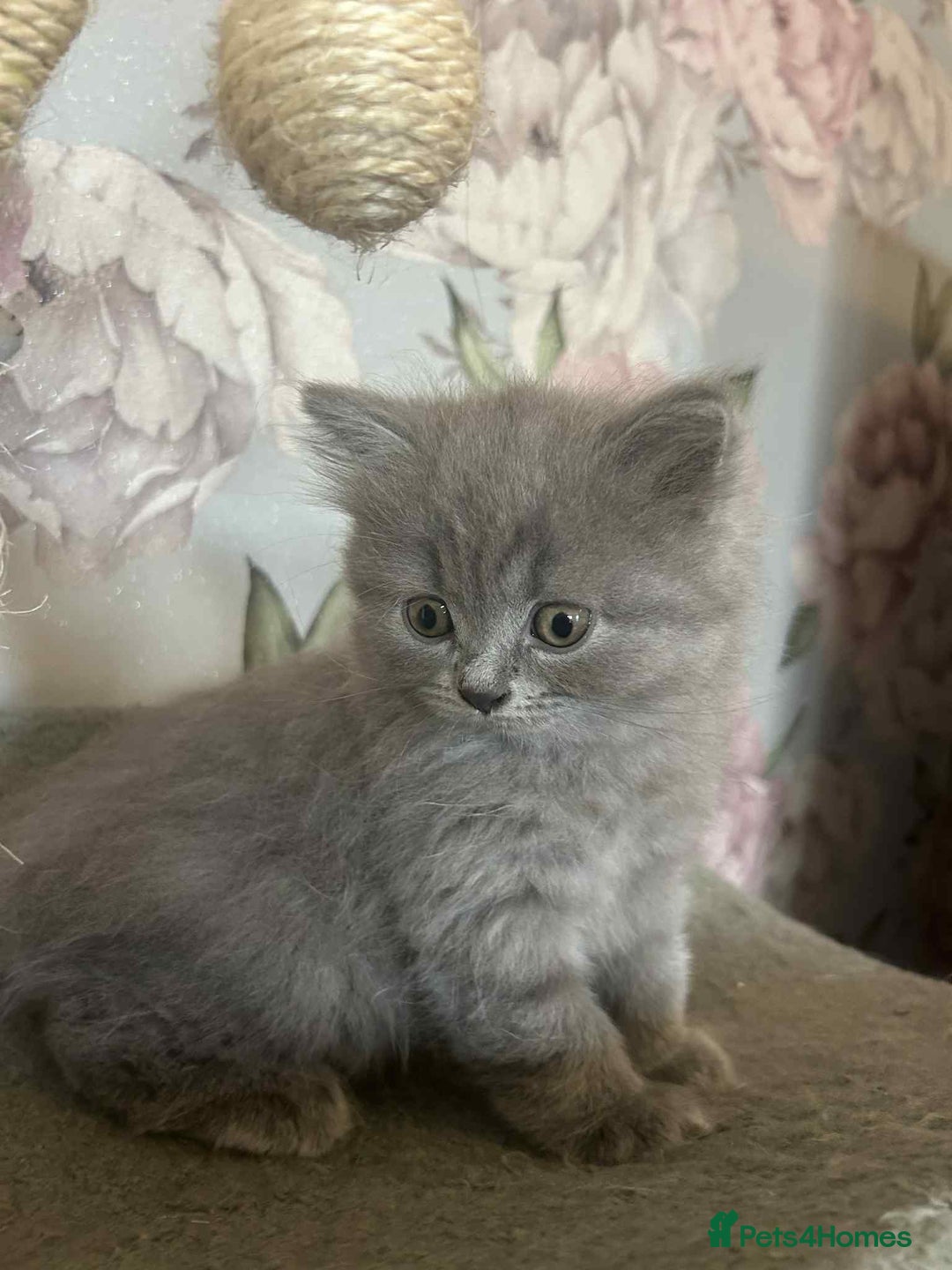 British Longhair cats for sale: British blue kittens  - Image 11