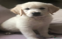 Golden Retriever dogs for sale: Super litter of Goldie pups carrying some colour  - Image 18