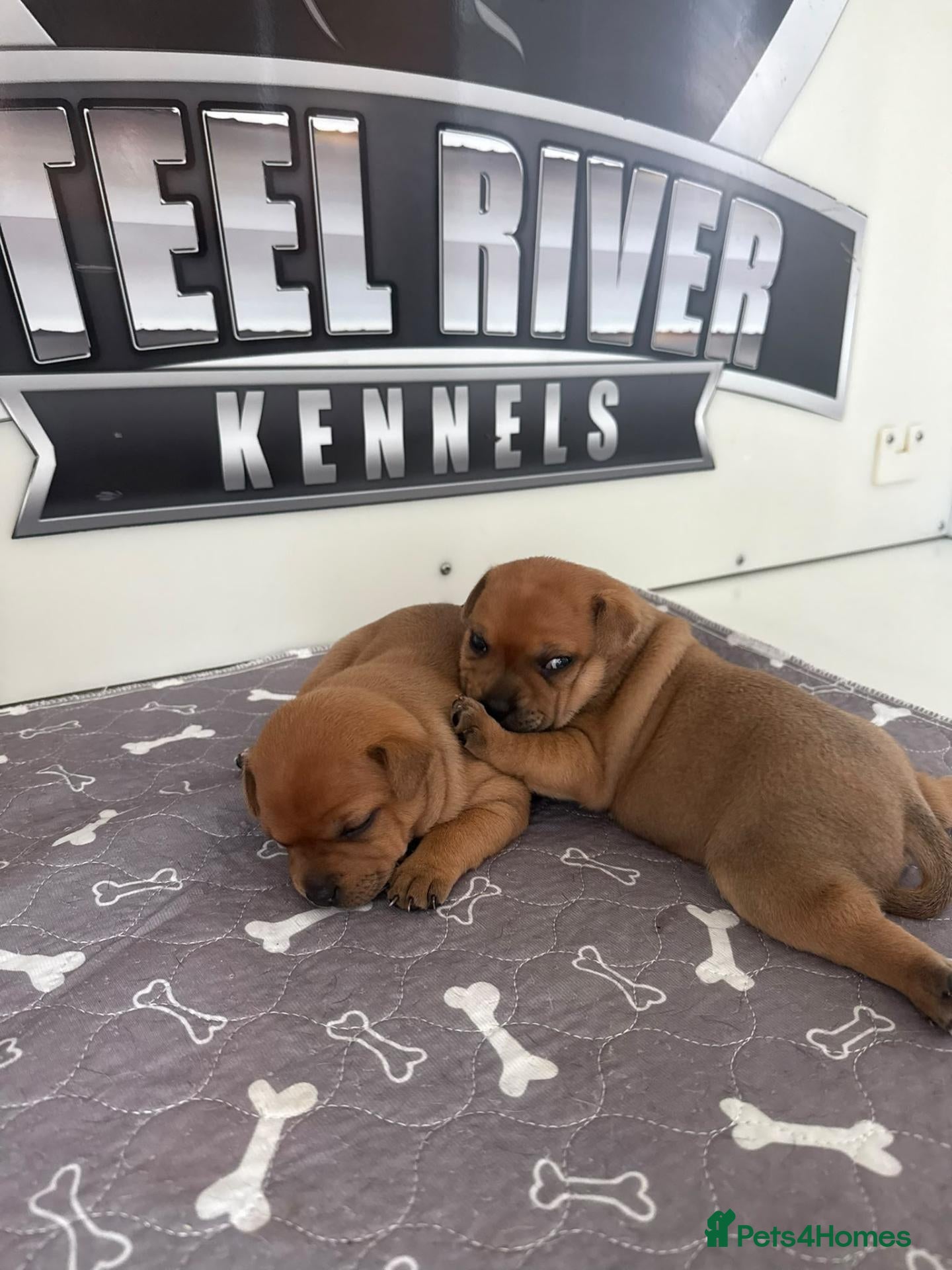 Staffordshire Bull Terrier dogs Red Staffordshire bull Terrier male  - Advert 2