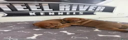 Staffordshire Bull Terrier dogs for sale: Red Staffordshire bull Terrier male  in Middlesbrough - Advert 2