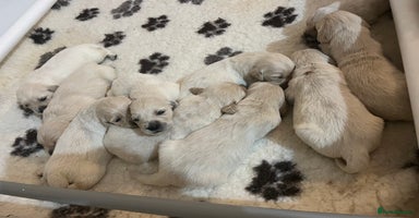 Golden Retriever dogs - Advert 13