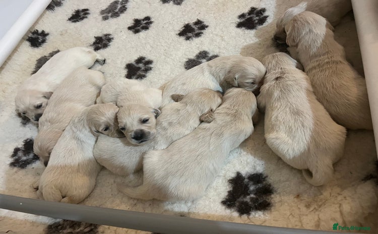 Golden Retriever dogs - Advert 6