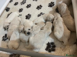 Golden Retriever dogs - Advert 3