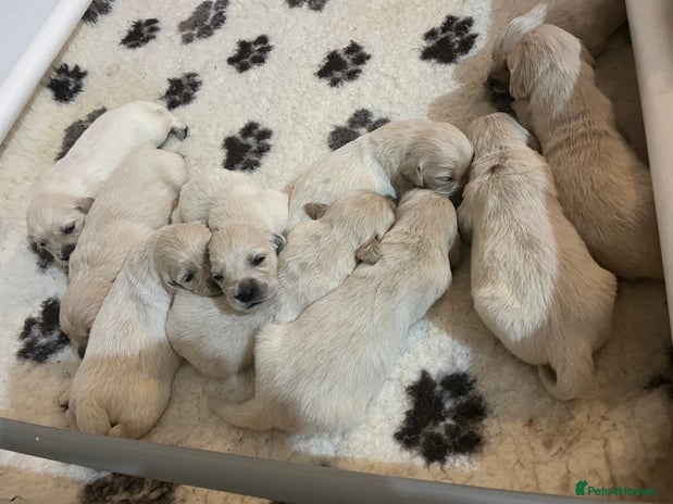 Golden Retriever dogs - Advert 6