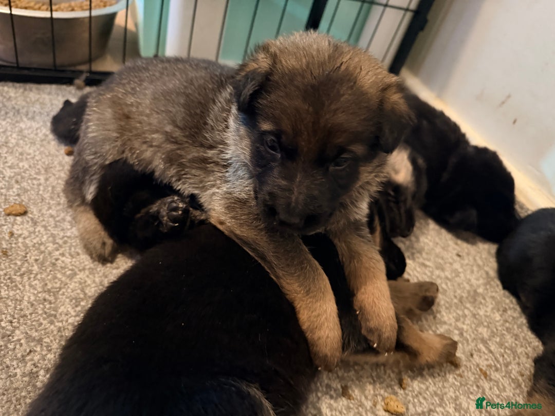 German Shepherd dogs for sale: 4x German shepard  pups females available  - Advert 8