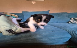 Border Collie dogs for sale: Border collie puppies ready 15th december - Advert 4