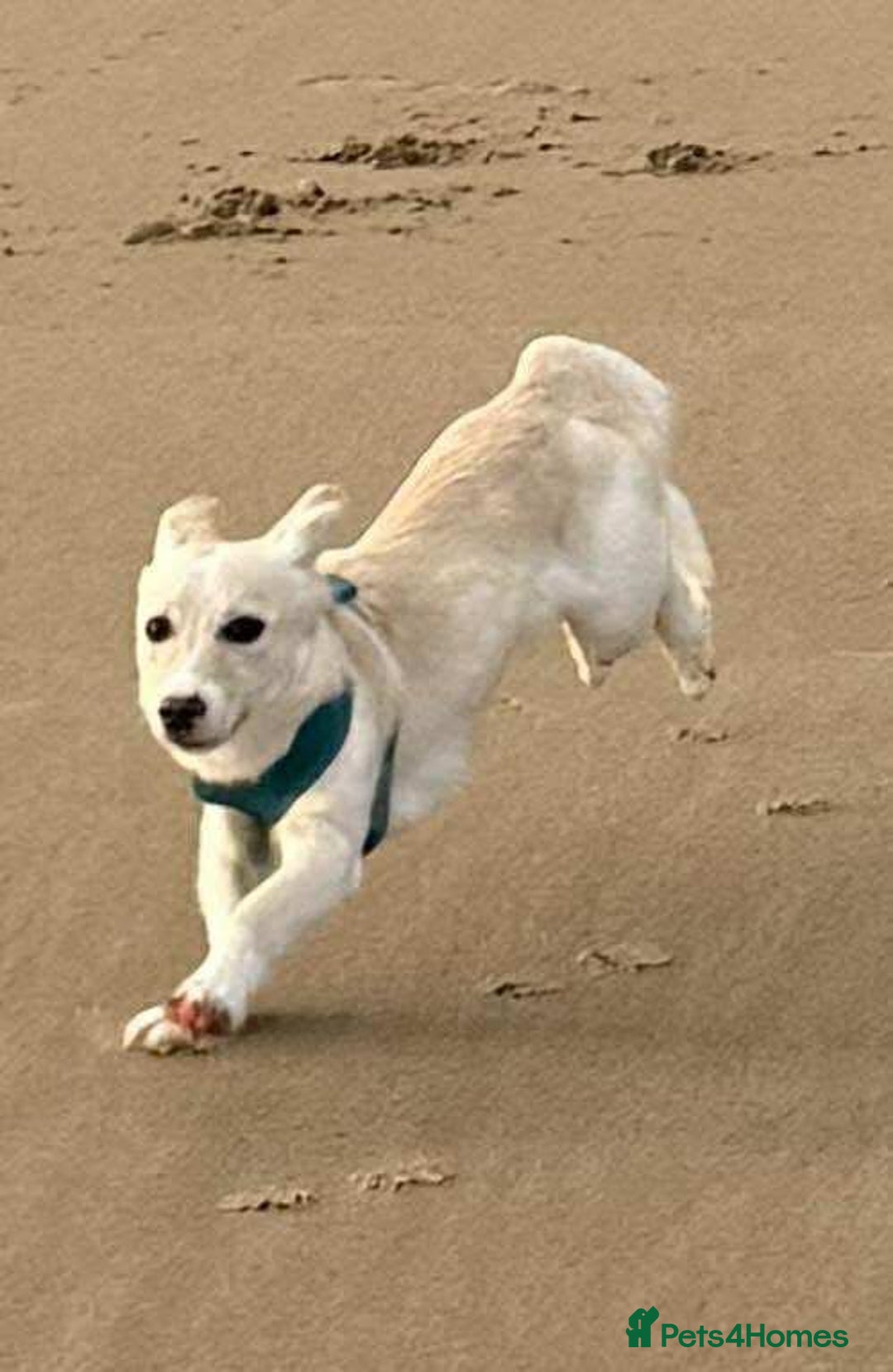 Mixed Breed dogs for adoption: ❤️🐾 Snoopy 🐾❤️ - Advert 5