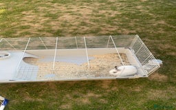 English rabbits for sale: Rabbit - Image 7