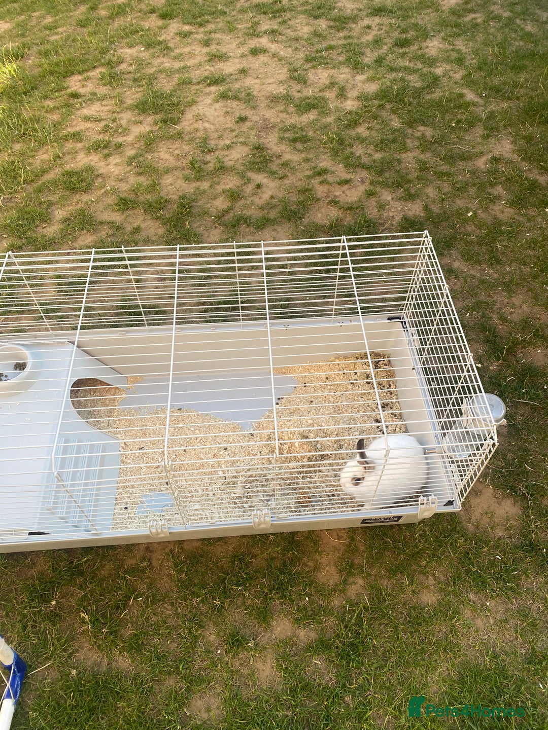 English rabbits for sale: Rabbit - Image 7