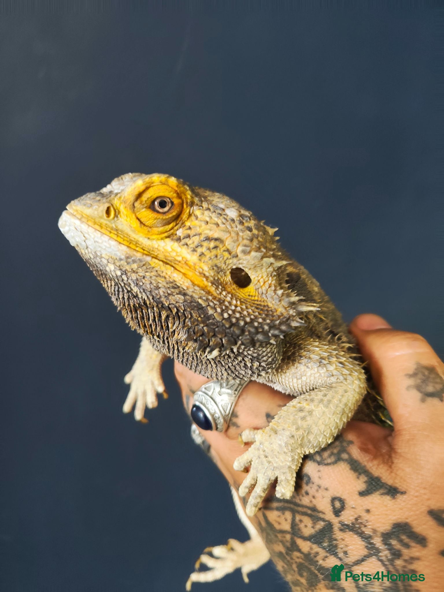 Bearded Dragon reptiles Male bearded dragon rehoming  - Advert 1