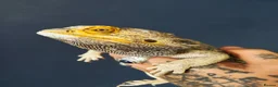 Bearded Dragon reptiles for sale: Male bearded dragon rehoming  in Doncaster - Advert 1