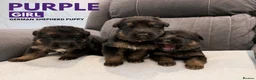 German Shepherd dogs for sale: ⭐️7 Beautiful German Shepherd Puppies⭐️ in Rugby - Advert 9