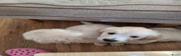 Golden Retriever dogs for sale: Golden Retreiver Puppies  - Advert 9