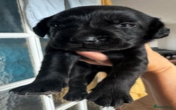 Springador dogs for sale: 8 Black Springador Puppies  - Image 5
