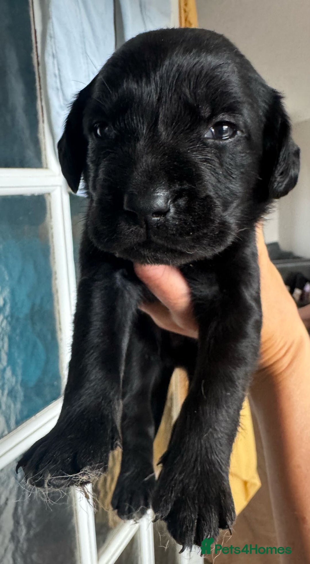 Springador dogs for sale: 8 Black Springador Puppies  - Image 5