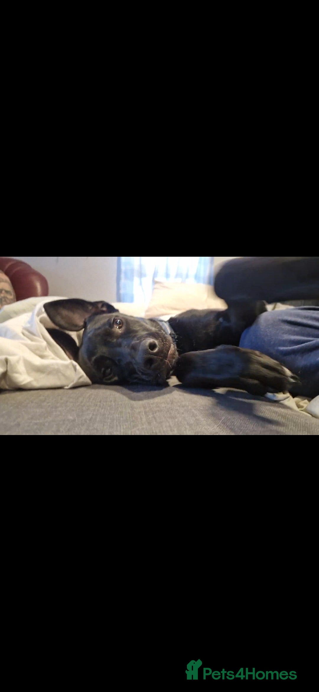 Mixed Breed dogs Django Cane corso X Greyhound  - Advert 2