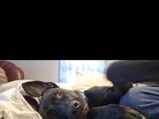 Mixed Breed dogs Django Cane corso X Greyhound - Advert 3