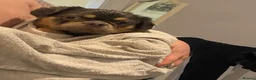 Frug dogs for sale: Baby Bailey  - Advert 13