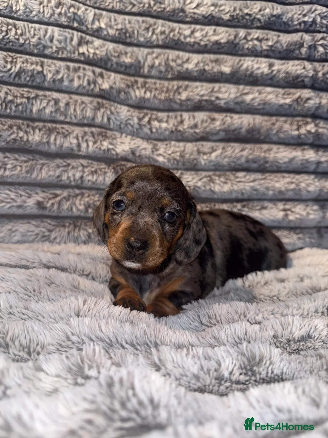 Dachshund dogs for sale: 7 beautiful dachshund pups - Advert 11