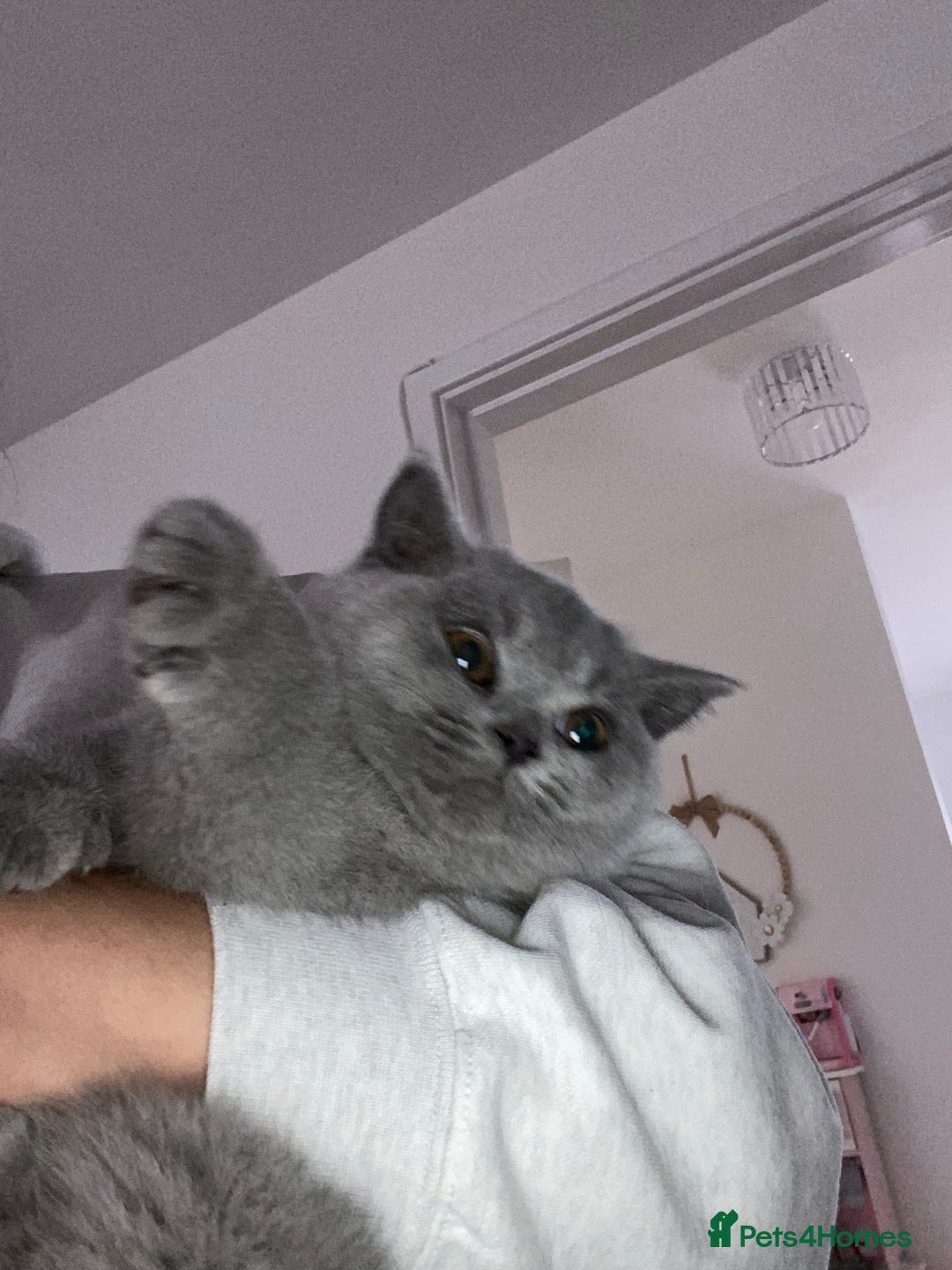 British Shorthair cats for sale: 1 gccf reg blue boy left  - Advert 25