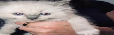 Ragdoll 4