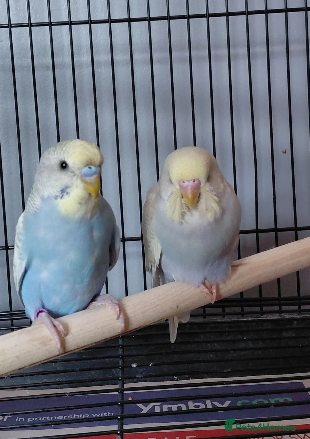 Budgerigars birds for sale: Budgies x2  - Advert 1