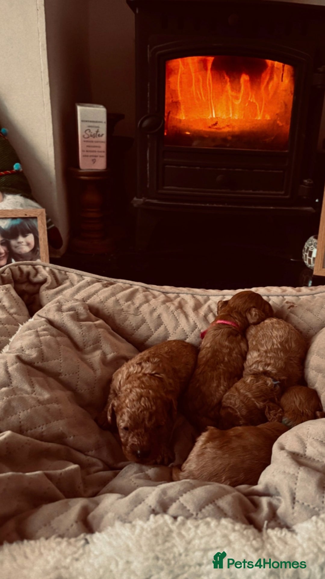 Cavapoo dogs for sale: F1B Red Toy Cavapoos- Health Tested  ************  - Advert 19
