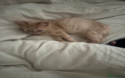 Domestic Shorthair cats for sale: Beige / Cream Marbled Kitten - Image 2