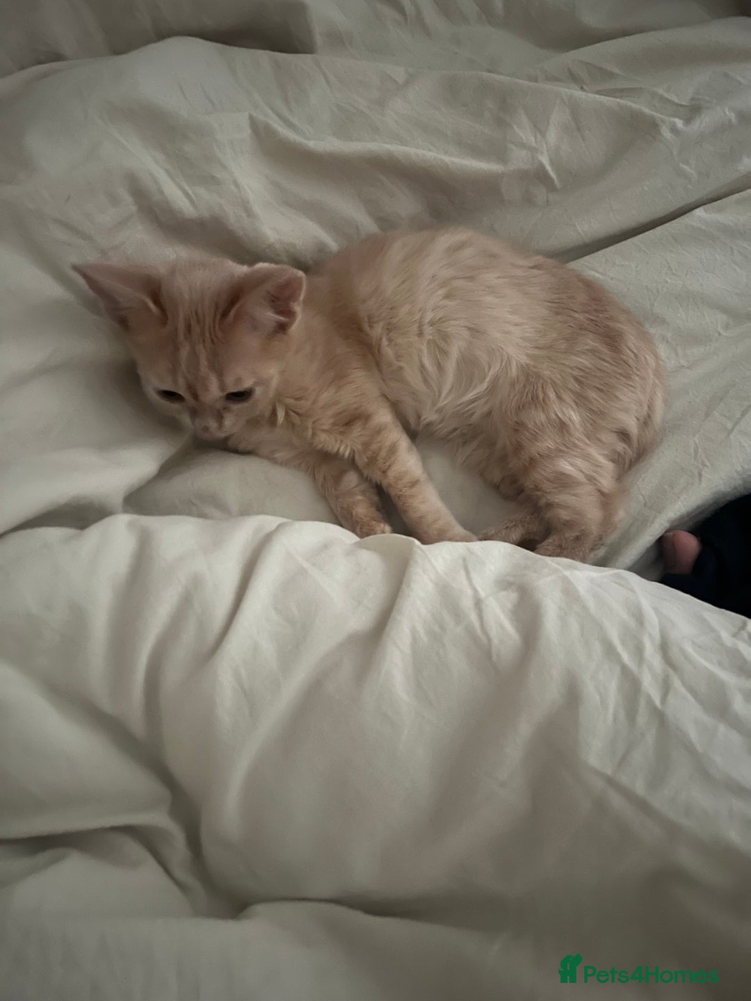 Domestic Shorthair cats for sale: Beige / Cream Marbled Kitten - Image 2