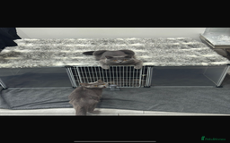 British Shorthair cats for sale: British Short Hair Kittens x7 - Image 6