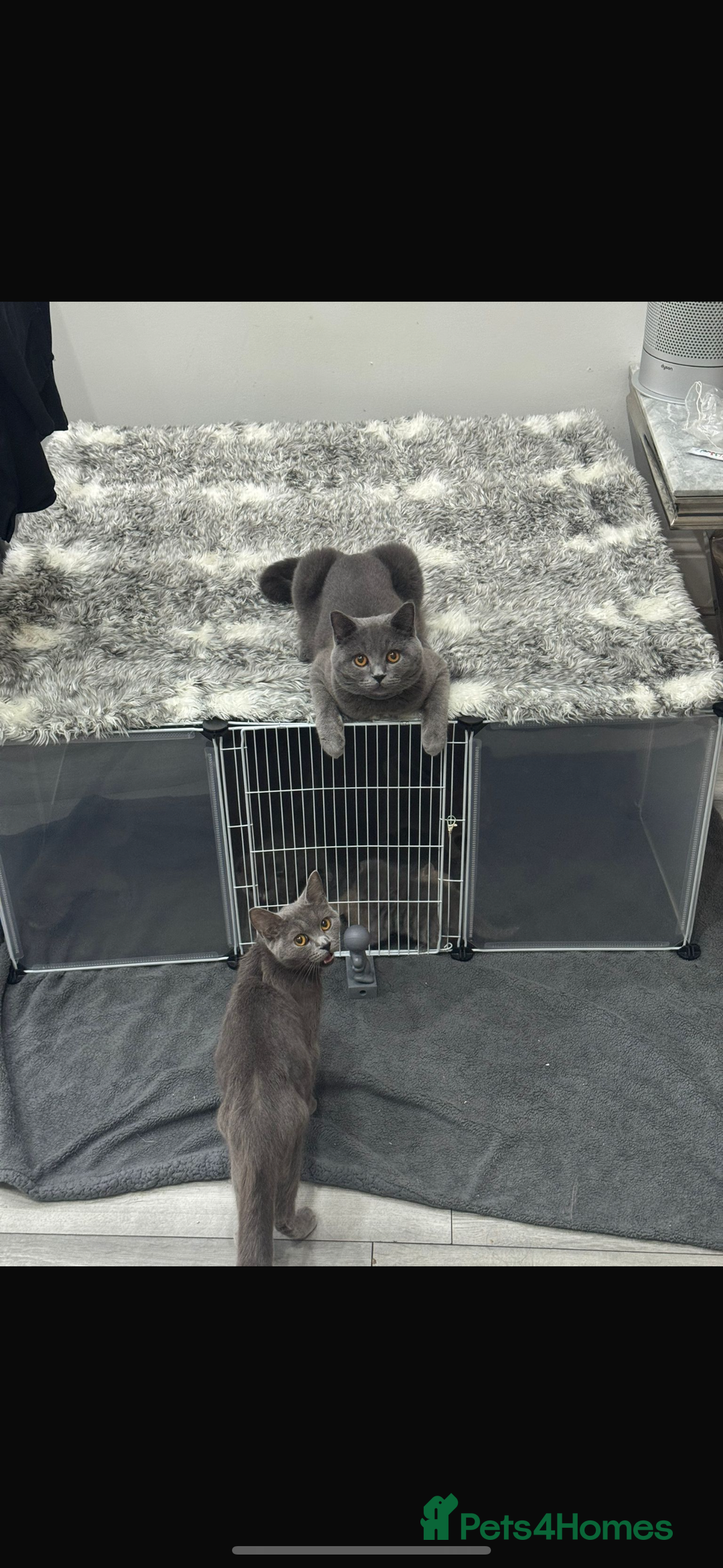 British Shorthair cats for sale: British Short Hair Kittens x7 - Image 6