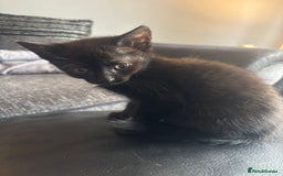 Mixed Breed cats for sale: 5 Black kittens - Image 4