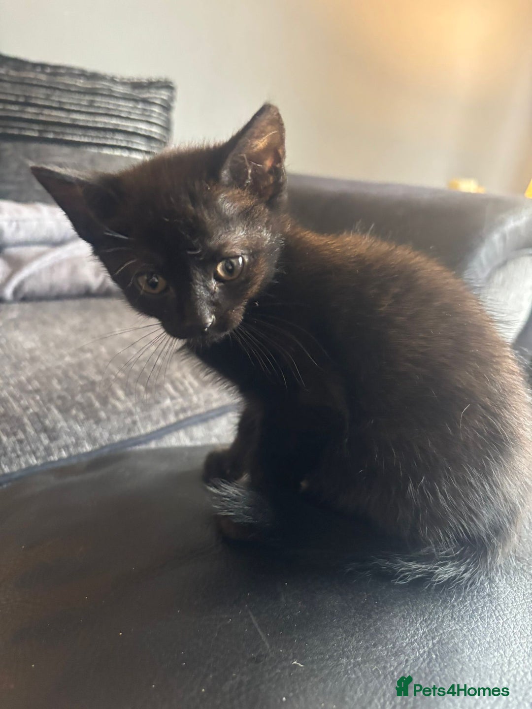 Mixed Breed cats for sale: 5 Black kittens - Image 4