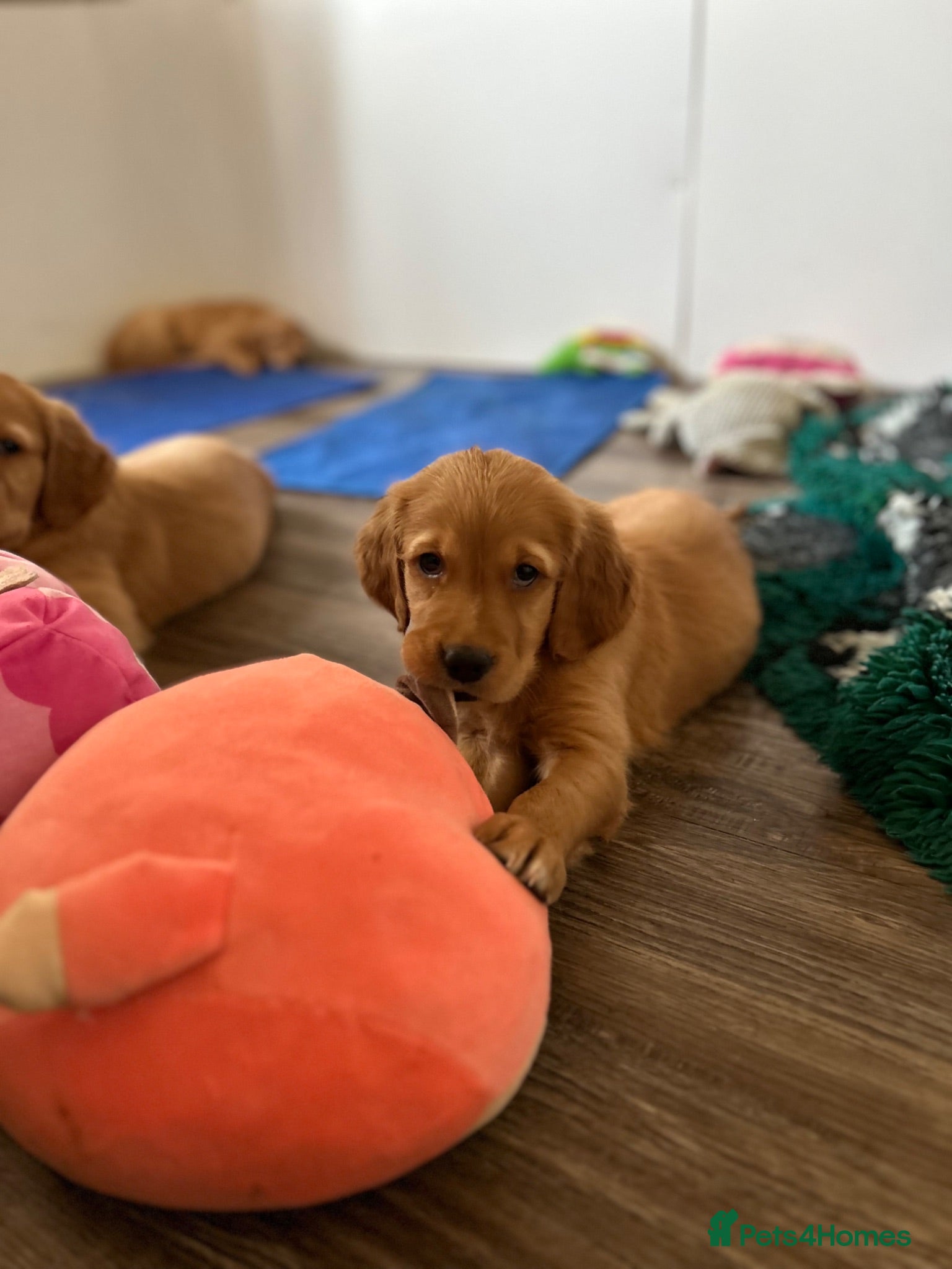Golden Retriever dogs Beautiful litter of dark red golden retriever pups - Advert 1