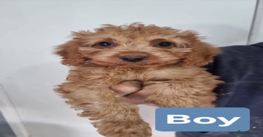 Cavapoo dogs - Advert 8