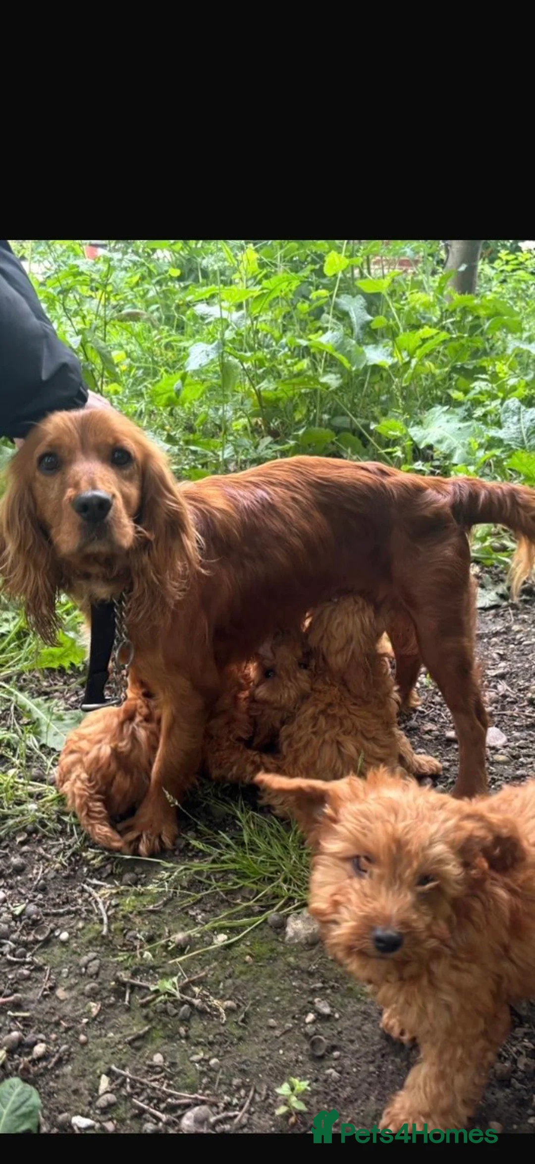 Mixed Breed dogs for sale: Puppys  - Advert 6