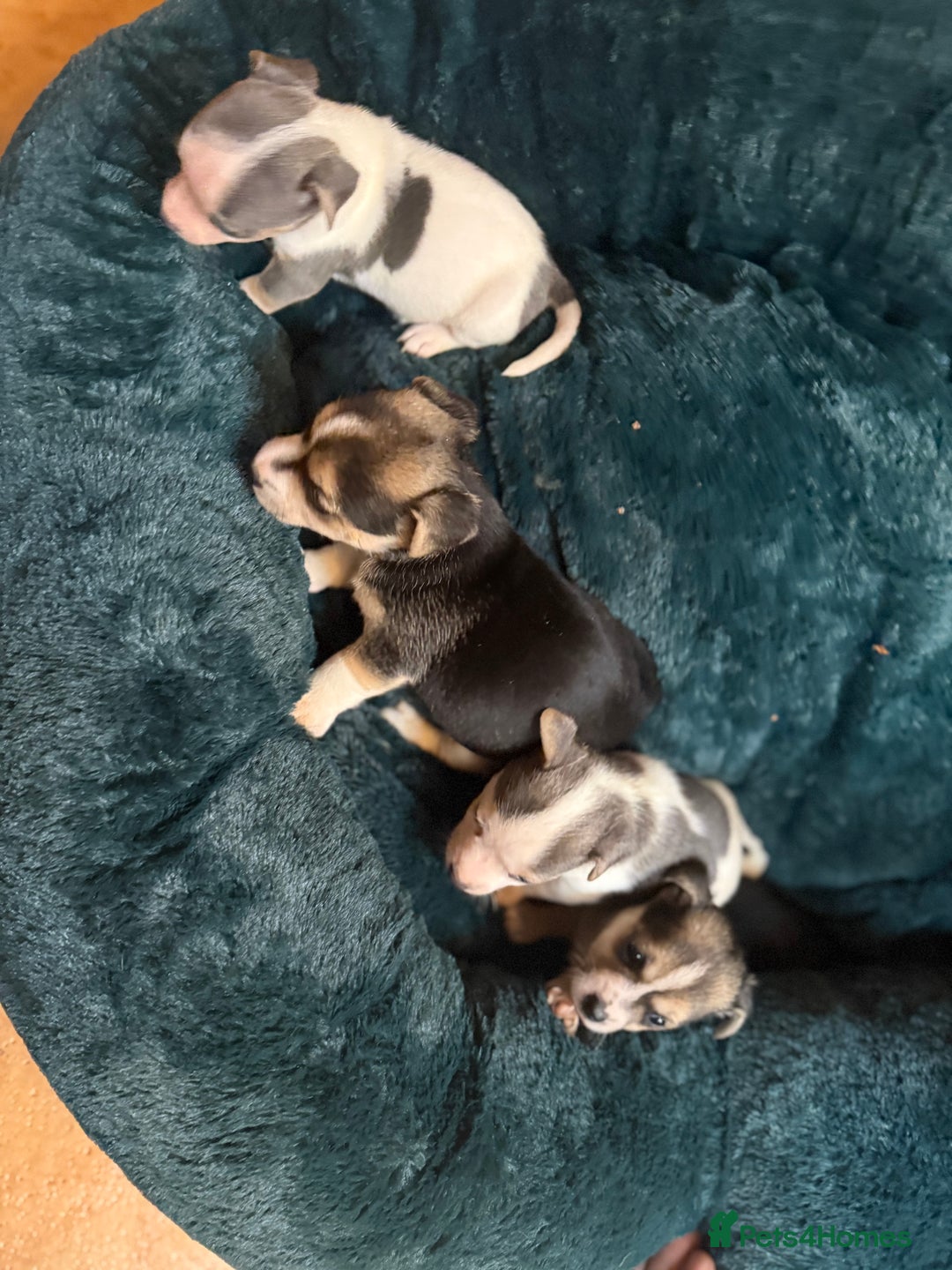 Jack Russell dogs for sale: Miniature jack Russell’s  - Advert 4