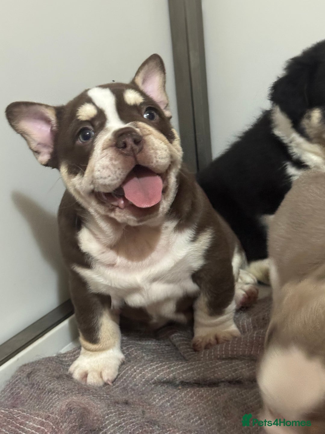 Mixed Breed dogs for sale: Bulldog puppies  - Advert 12