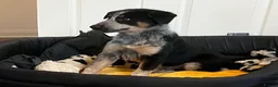 Mixed Breed dogs for sale: 🐾 COLLIE x LURCHER PUPPIES – 3 HANDSOME BOYS 🐾 - Advert 5