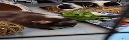 Guinea Pig rodents for sale: 🐹 Two adorable guinea pigs  in Slough - Advert 5
