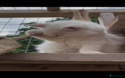 Ragdoll cats for sale: Cherubim Ragdoll Lilac Tabby male kitten - Image 4