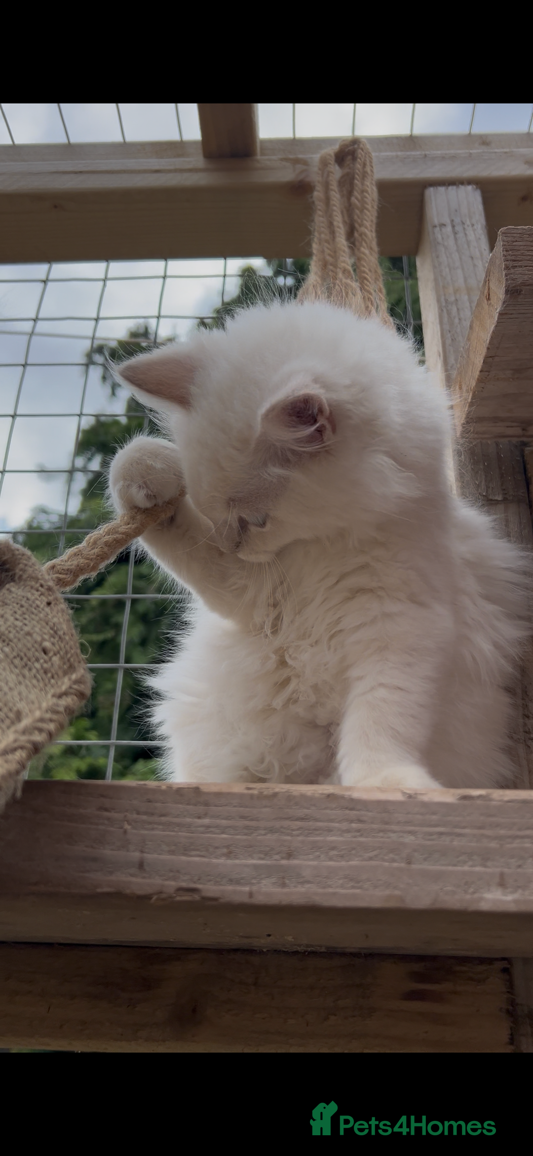 Ragdoll cats for sale: Cherubim Ragdoll Lilac Tabby male kitten - Image 4
