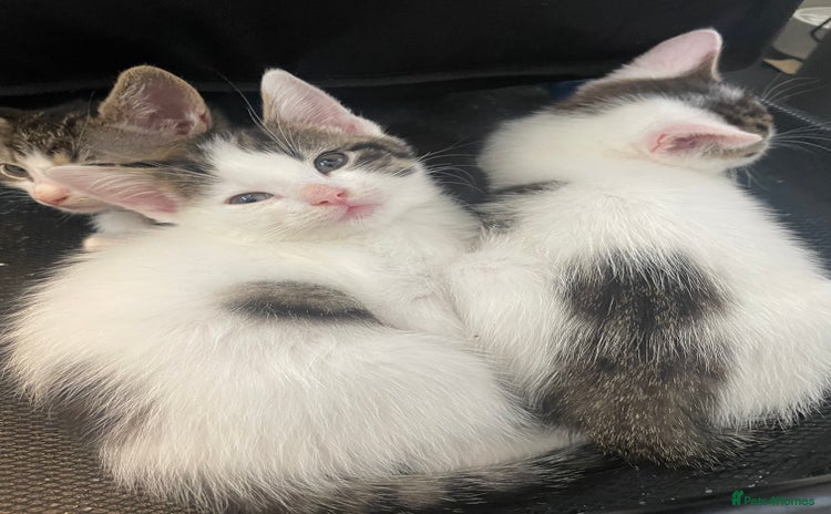 Mixed Breed cats - Advert 1