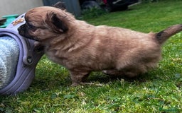 Chihuahua dogs for sale: 2 long haired male puppies 🐶  - Image 7