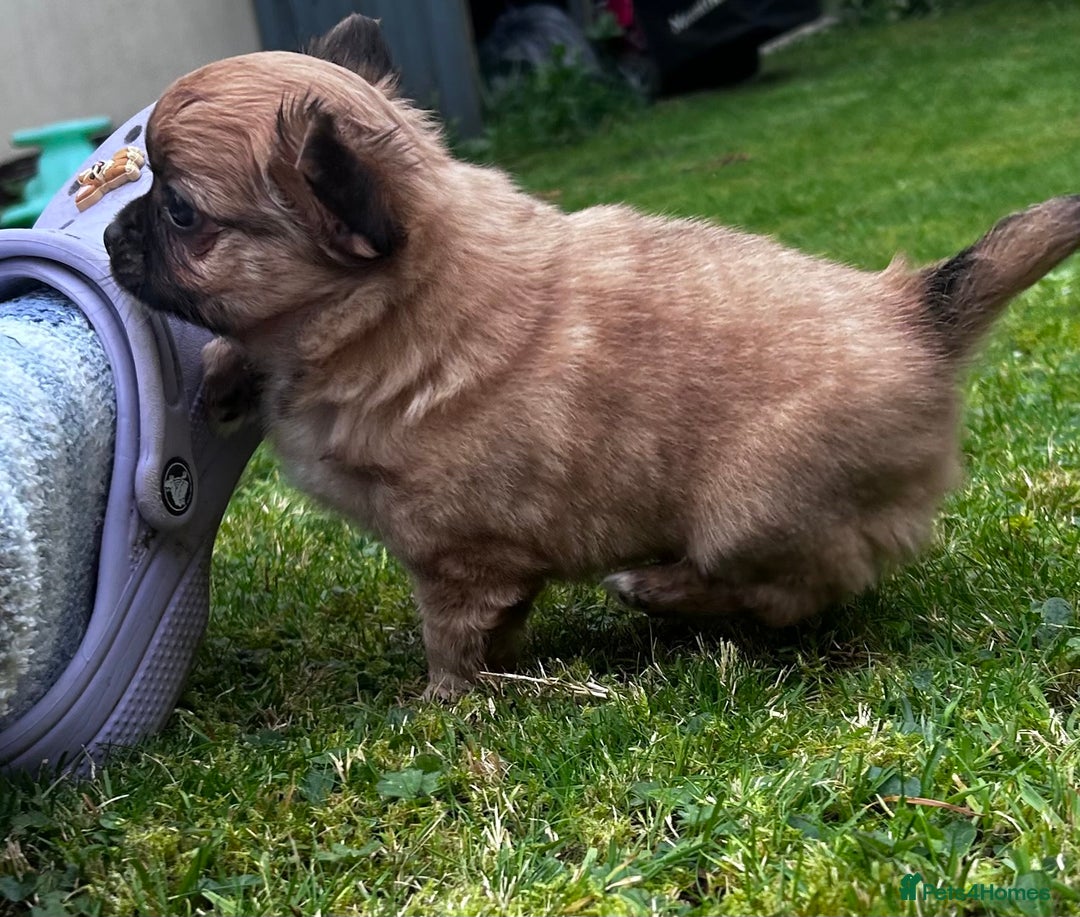 Chihuahua dogs for sale: 2 long haired male puppies 🐶  - Image 7