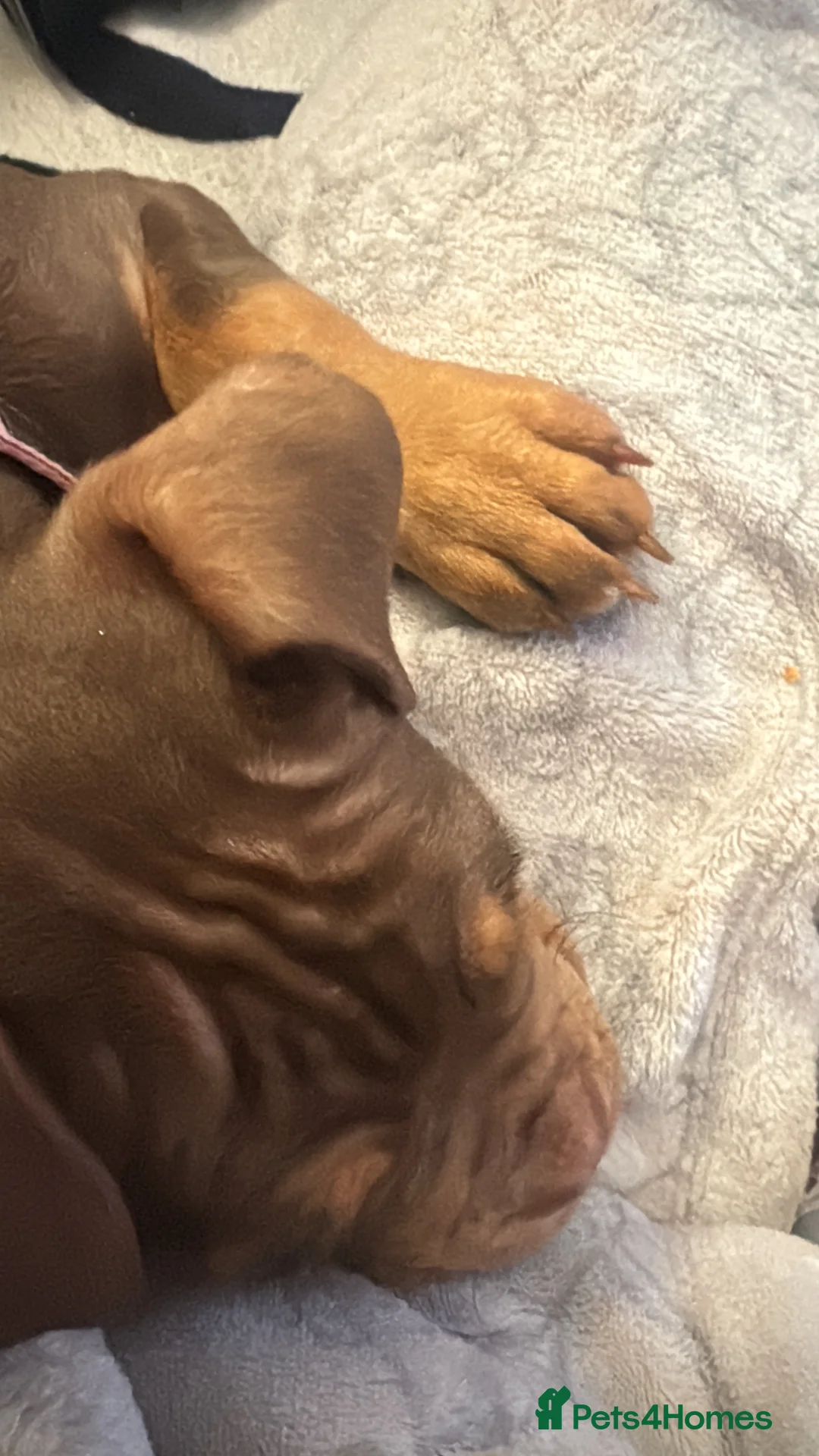 English Bulldog dogs for sale: Female English Bulldog  - Advert 3