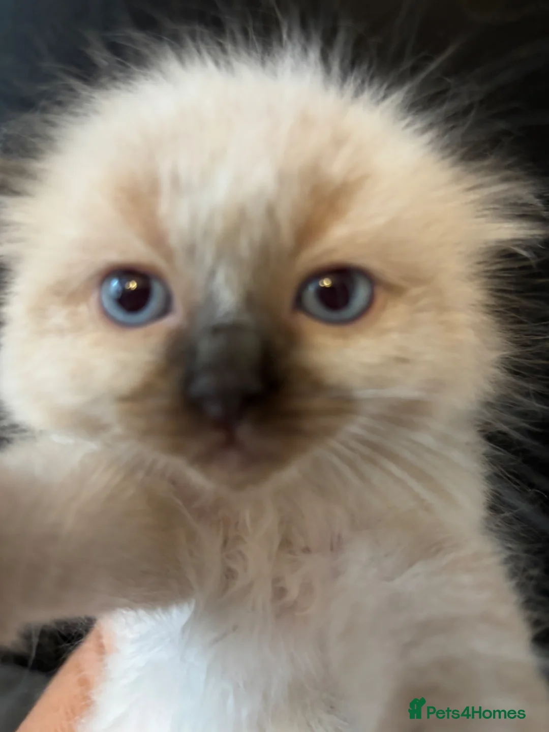Ragdoll cats for sale: Stunning seal ragdoll male ready soon  - Advert 1