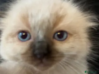 Ragdoll cats Stunning seal ragdoll male ready soon - Advert 3