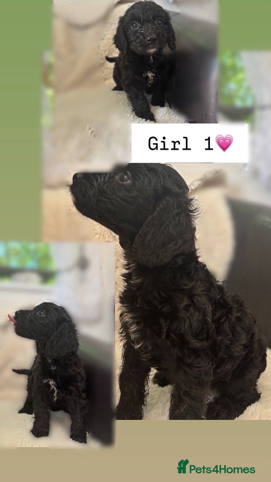 Cockapoo dogs for sale: Spinger poo  - Advert 7